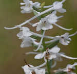 Snowy orchid